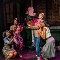 Review: LITTLE SHOP OF HORRORS at The Citadel Theatre, Lake Forest Photo