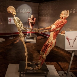 REAL BODIES: THE EXHIBITION to Open at Horseshoe Las Vegas Photo