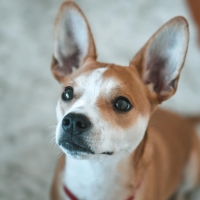 BWW Feature: Cabaret Critters Photo