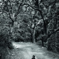 THE MEMORY OF THE TREES to Play at Theatre National