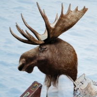 MOOSE ON THE LOOSE Opens April 14 At Theatre West