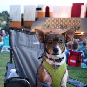 Shakespeare Dallas Extends Bark in the Park for THE MERRY WIVES OF WINDSOR and ALICE  Photo