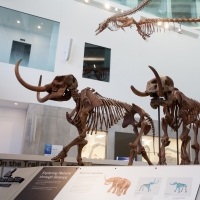 U-M Museum of Natural History Opens Next Phase with Major Exhibits, Hands-On Labs Photo
