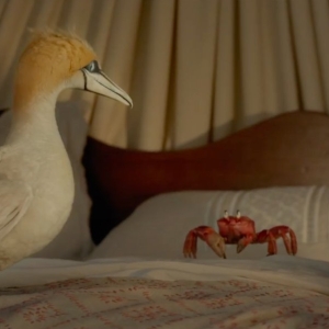 Video: Watch 'The Scuttlebutt' By Daveed Diggs & Awkwafina in THE LITTLE MERMAID