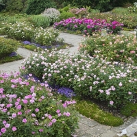 Renowned Rosarian Michael Marriott to Teach Rose Workshop Photo