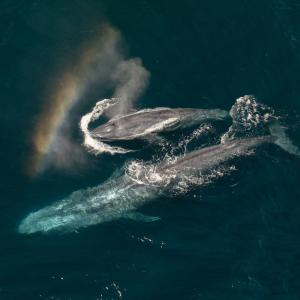 Photos: EXPEDITION: SAVING OUR SEAS to Premiere on National Geographic Photo