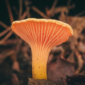 Feature: Celebrate Earth Day with Award-Wining Fantastic Fungi Film and Q&A with Dire Photo