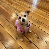 Starlight Casts Local Dogs To Star In LEGALLY BLONDE The Musical Photo