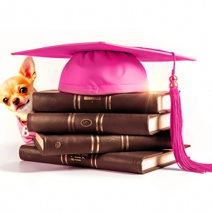 LEGALLY BLONDE THE MUSICAL is Coming To Wolverhampton Grand In 2026 Photo