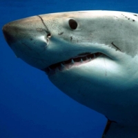 Discovery Announces SHARK WEEK 2022 Premiere Photo