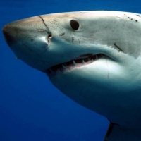 Discovery Announces SHARK WEEK 2022 Premiere