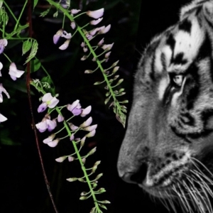 TIGERS IN THE WISTERIA to Play Greater Manchester Fringe in July Video