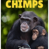 VIDEO: Watch the Trailer for MEET THE CHIMPS on Disney Plus