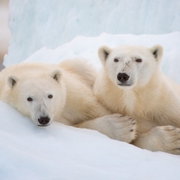 Disneynature Reveals New Conservation Initiative as Disney+ Debut of POLAR BEAR Appro Photo