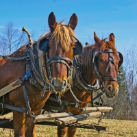 ISLE Theater Company Announces PLAYING MERCURY At Horsepower Farm