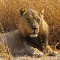 Smithsonian Channel to Premiere BIG CAT COUNTRY Photo