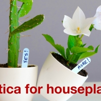 Review: EROTICA FOR HOUSEPLANTS at Mixed Blood Theatre