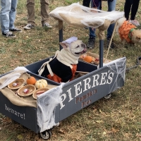 Student Blog: My Favorite NYC Halloween Event, The Halloween Dog Parade