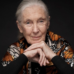 Jane Goodall Is Coming To The Fisher Theatre in September Photo