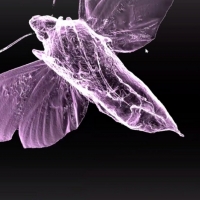 Artist Redell Olsen Collaborates With Scientists And Singers On DARE Prize Commission