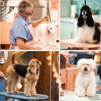 VIDEO: Watch the Trailer for HAUTE DOG on HBO Max Photo