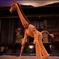 VIDEO: Get a Backstage Look at THE LION KING Bringing Its Giraffe To Life Video