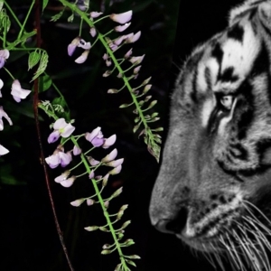 TIGERS IN THE WISTERIA Comes to Greater Manchester Fringe Video