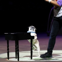 Segal Centre Will Present the World Premiere of SUPERDOGS: THE MUSICAL This Month Photo