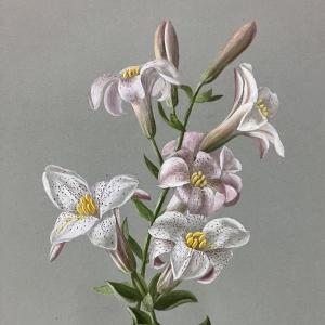 Napa Valley Museum Yountville Announces New Exhibition SOPHIE ALSTROM MITCHELL: WILDFLOWER Photo