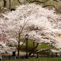 VIDEO: Celebrate Earth Day With The NY Philharmonic In Central Park Video