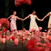 Danse Danse Cancels NELKEN By Pina Bausch Photo
