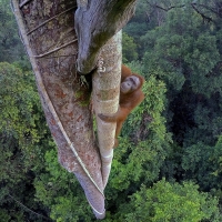 National Geographic Live Will Return With ADVENTURES AMONG ORANGUTANS Photo