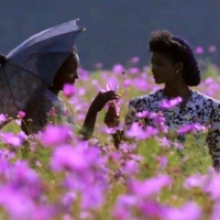 The Ridgefield Playhouse to Screen THE COLOR PURPLE Video