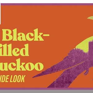 Video: A BLACK-BILLED CUCKOO at La Jolla Playhouse: Jess and Eric Talk