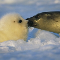 PB Photo Centre Presents LUMINOUS SEAS By Brian Skerry Through May 28 Photo