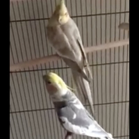 VIDEO: Parrot Sings 'Queen of the Night' From THE MAGIC FLUTE Photo