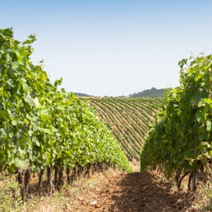 Explore Tenuta Ammiraglia Estate Wines from Frescobaldi