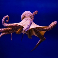 NATURE'S 'Octopus: Making Contact' Airs on PBS on Oct. 2 Video