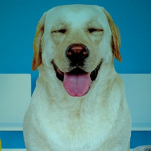 BERT & TRIXIE VISIT THE VET To Have World Premiere at Purple Rose Theatre Photo