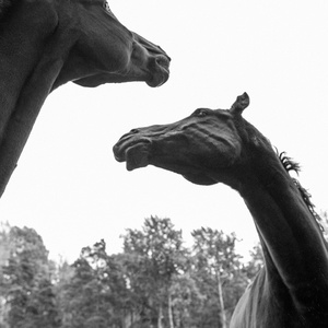 HFH Productions to Debut FOAL by Titas Halder at Finborough Theatre Video