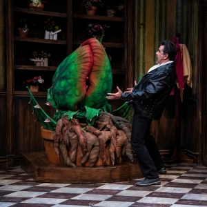 Review: LITTLE SHOP OF HORRORS at PCPA: Solvang Festival Theater Photo