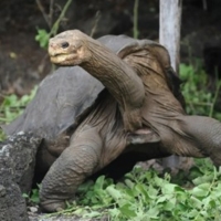 Story Of 'Lonesome George' Inspires New 3D CGI Animation Film From 8th Gear Entertain Photo