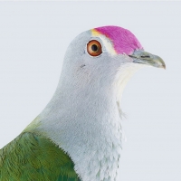 Manly Art Gallery & Museum Presents BIRDLAND Exhibition