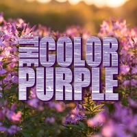 THE COLOR PURPLE Comes To City Springs Theatre Company