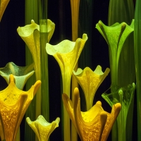 The CSO Pairs Chihuly and Bartók In The CHIHULY FESTIVAL: BLUEBEARD'S CASTLE