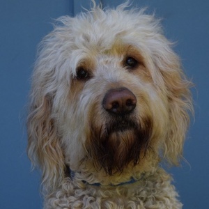 Franklin Performing Arts Company To Present ANNIE This Month Photo