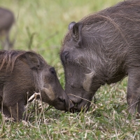 The McCoy Reschedules National Geographic Filmmaker Bob Poole In NATURE ROARS BACK to