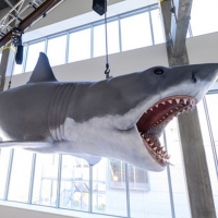 Academy Museum Installs The Only Surviving Shark Model From the 1975 Film JAWS