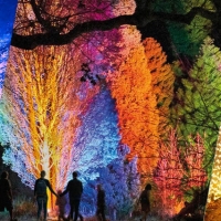 Australian Debut Of LIGHTSCAPE Comes to Royal Botanic Gardens Melbourne Photo
