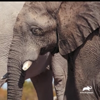 Animal Planet Premieres Three-Part Television Event WALKING WITH ELEPHANTS Dec. 15 Photo